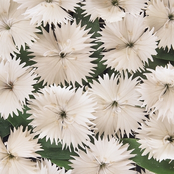 Dianthus Ideal Select™ 'White' (132241)