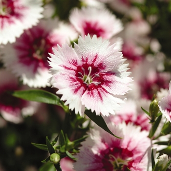Dianthus Ideal Select™ 'WhiteFire' (132243)