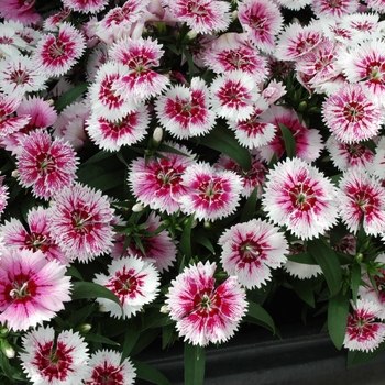 Dianthus Ideal Select™ 'WhiteFire' (132244)