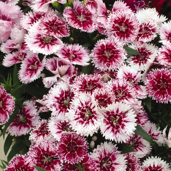Dianthus Ideal Select™ 'WhiteFire' (132245)