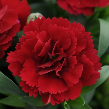 Dianthus caryophyllus Oscar® 'Dark Red' (132253)