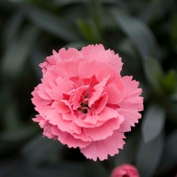 Dianthus caryophyllus Oscar® 'Pink' (132254)