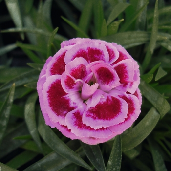 Dianthus caryophyllus SuperTrouper™ 'Lilac + Purple' (132268)