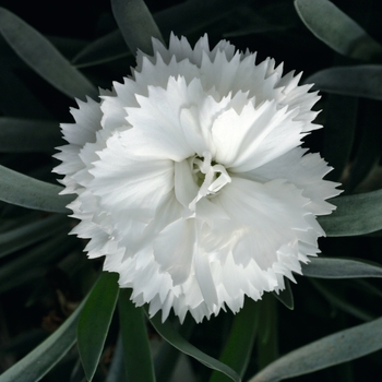 Dianthus caryophyllus SuperTrouper™ 'White' (132279)