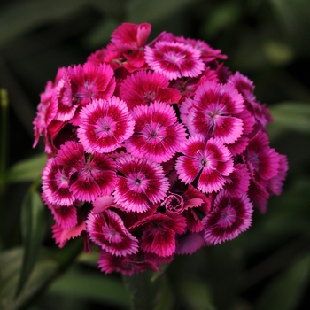 Dianthus barbatus Sweet™ 'Magenta Bicolor' (132288)