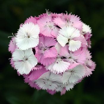 Dianthus barbatus Sweet™ 'Pink Magic' (132292)