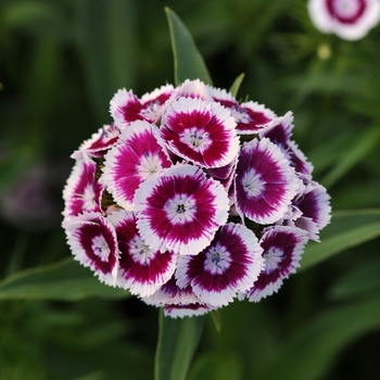 Dianthus barbatus Sweet™ 'Purple White Bi-Color' (132294)