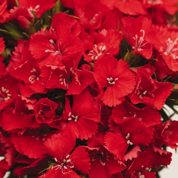 Dianthus barbatus Sweet™ 'Scarlet' (132296)