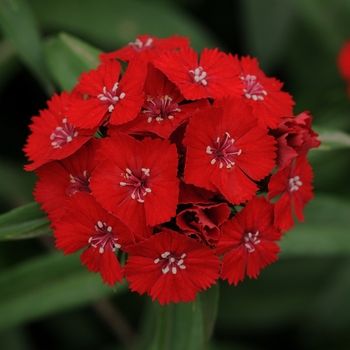 Dianthus barbatus Sweet™ 'Scarlet' (132297)