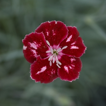 Dianthus Scent from Heaven™ 'Angel of Charm' (132306)