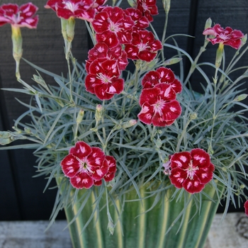 Dianthus Scent from Heaven™ 'Angel of Charm' (132307)