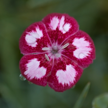 Dianthus Scent from Heaven™ 'Angel of Desire' (132310)