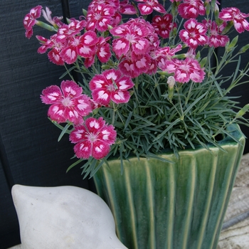 Dianthus Scent from Heaven™ 'Angel of Desire' (132312)