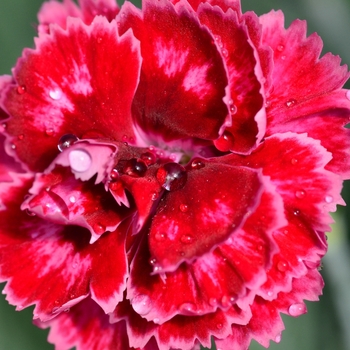 Dianthus Scent from Heaven™ 'Angel of Harmony' (132320)