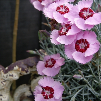 Dianthus Scent from Heaven™ 'Angel of Peace' (132321)