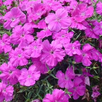 Dianthus chinensis Diana 'Blueberry' (132383)