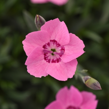 Dianthus Mountain Frost™ 'Pink Carpet' (132418)