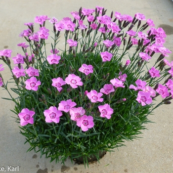 Dianthus Mountain Frost™ 'Pink Carpet' (132419)