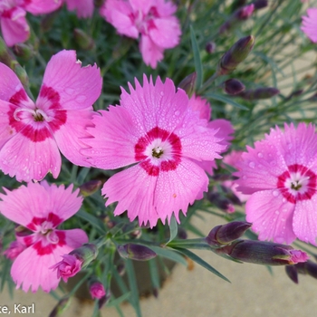 Dianthus Mountain Frost™ 'Pink Twinkle' (132420)