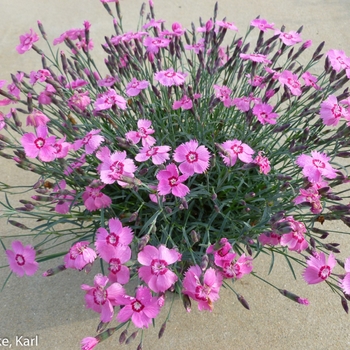 Dianthus Mountain Frost™ 'Pink Twinkle' (132422)