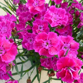 Dianthus Bouquet™ 'Rose' (132423)