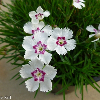 Dianthus Mountain Frost™ 'White Twinkle' (132426)