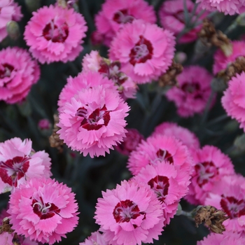 Dianthus Pretty Poppers™ 'Cute as a Button' (132430)