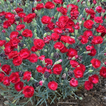 Dianthus Pretty Poppers™ 'Electric Red' (132435)