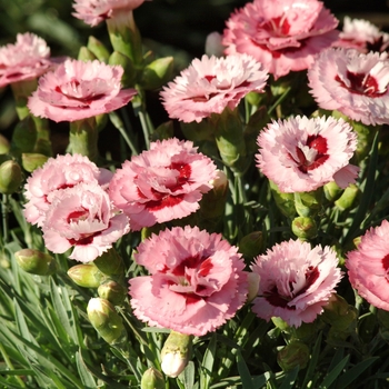 Dianthus Scent First® 'Raspberry Surprise' (132440)