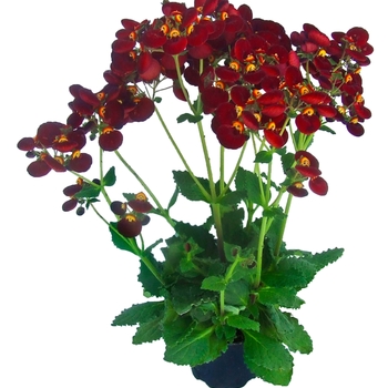 Calceolaria Calynopsis™ 'Dark Red' (132546)