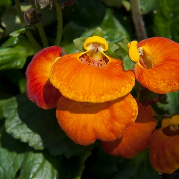 Calceolaria Calynopsis™ 'Orange Red Eye' (132550)