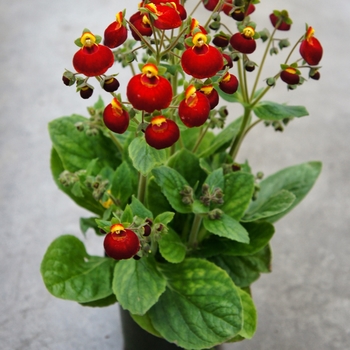 Calceolaria Calynopsis™ 'Red' (132552)