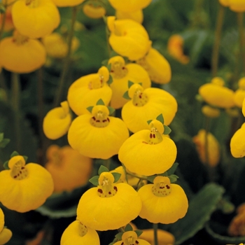 Calceolaria Calynopsis™ 'Yellow' (132554)