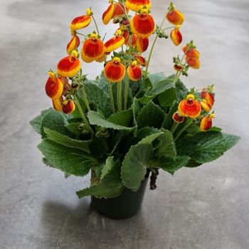 Calceolaria Calynopsis™ 'Yellow Red' (132556)
