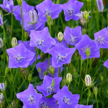 Campanula carpatica 'Violet Teacups' (132591)