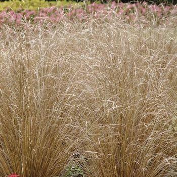 Carex buchananii ColorGrass® 'Red Rooster' (132630)