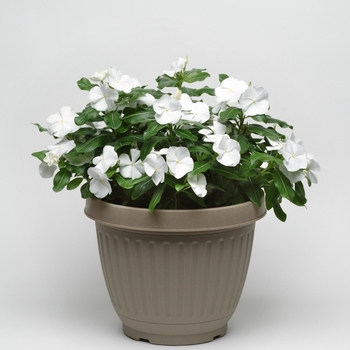 Catharanthus roseus Titan™ 'Pure White' (132730)