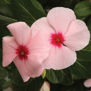 Catharanthus roseus Cora® XDR 'Apricot Improved' (132752)