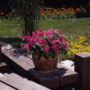 Catharanthus roseus Titan™ Rose '' (132761)