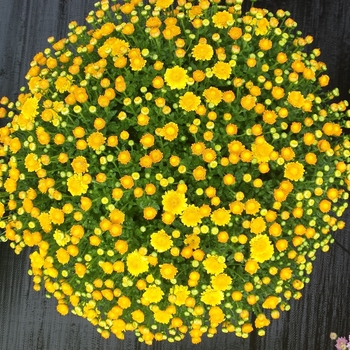Chrysanthemum x morifolium 'Akilon Gold' (132887)