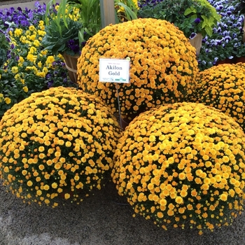 Chrysanthemum x morifolium 'Akilon Gold' (132888)