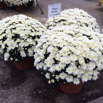 Chrysanthemum x morifolium Belgian® 'Aluga White' (132891)