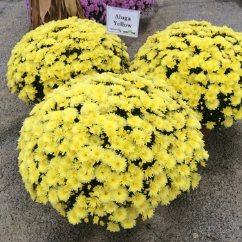 Chrysanthemum x morifolium Belgian® 'Aluga Yellow' (132893)