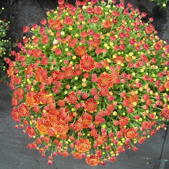 Chrysanthemum x morifolium Belgian® 'Amiko Bronze' (132896)