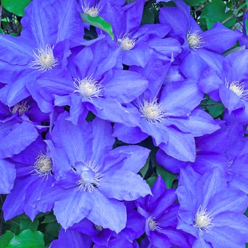 Clematis 'H.F. Young' (132916)