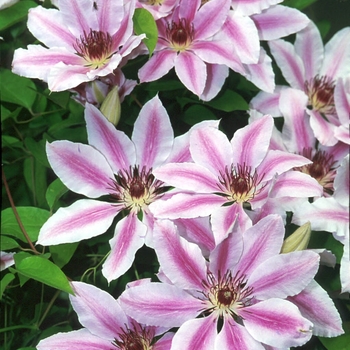 Clematis 'Nelly Moser' (132919)