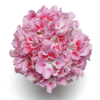 Pelargonium x hortorum Allure™ 'Light Pink' (133053)