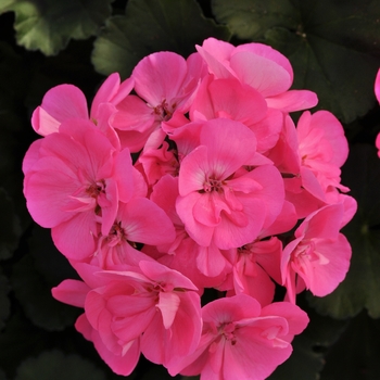 Pelargonium x hortorum Moonlight™ 'Pink' (133115)