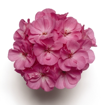 Pelargonium x hortorum Presto™ 'Pink' (133181)