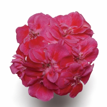 Pelargonium x hortorum Presto™ 'Rose Sizzle' (133184)